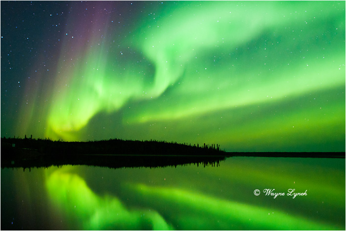 Aurora Borealis by Dr. Wayne Lynch &copy;